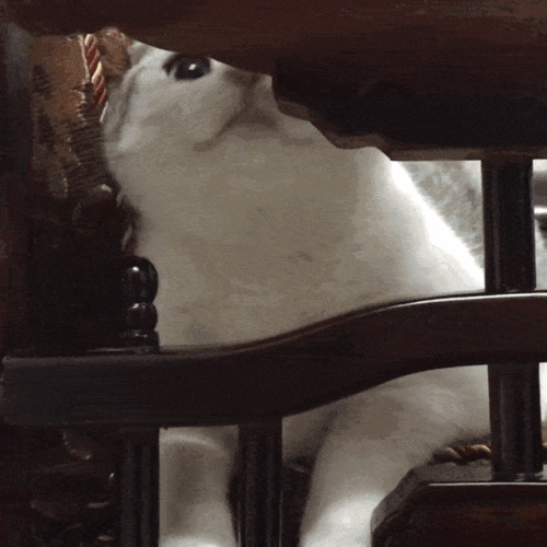 567_567gif 动态图 动图