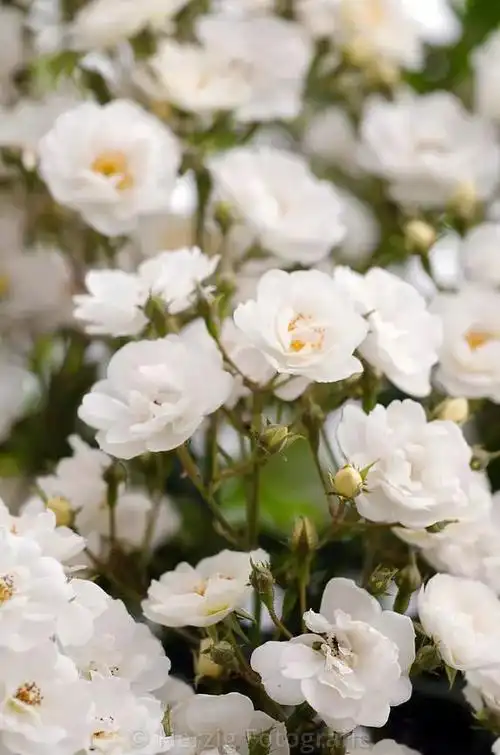 总是被忽略的单瓣半重瓣月季其实也很美