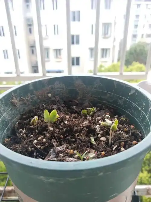 矮牵牛种子的生命力比较顽强,出芽率和出根率也是比较高的,所以大家也