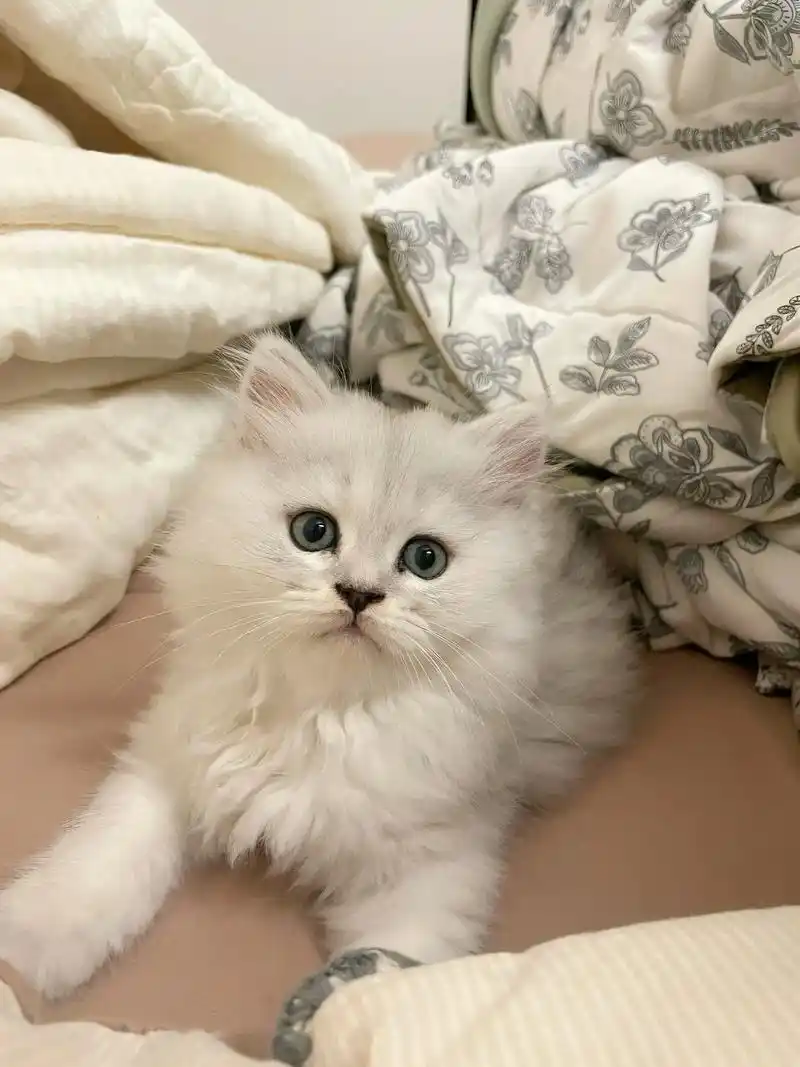 恭喜自己第一胎 长毛银渐层妹妹