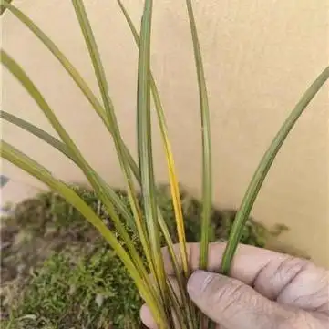 蕙兰朱金黄草 - 兰花交易网