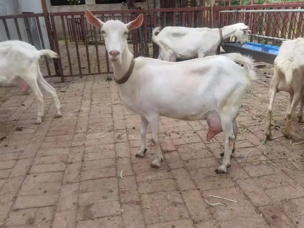 出售纯种奶羊 产奶量大经济价值高 养殖效益好