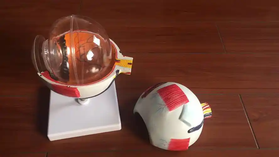 眼球模型 教学模型 3d眼球模型
