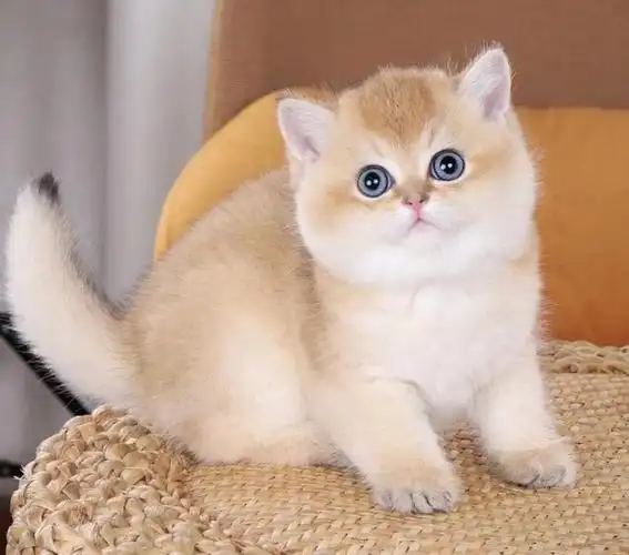 金渐层猫的优点和缺点吸引了许多猫爱好者,让我们一