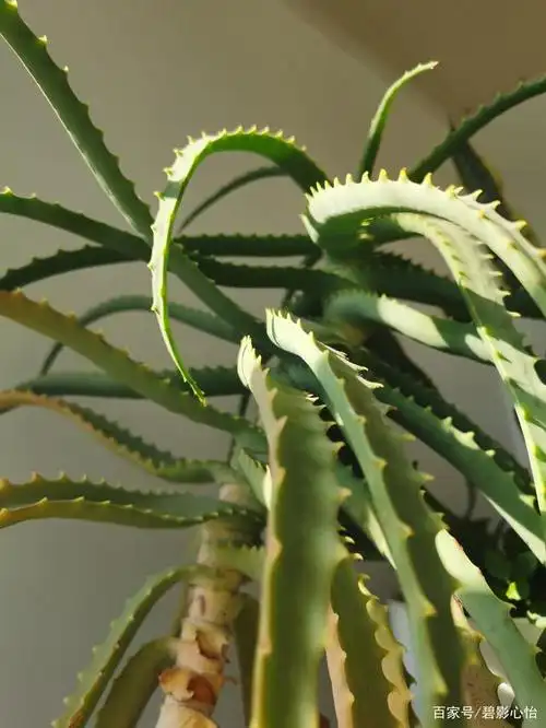 木立芦荟俗称龙爪菊,它是药用价值很高的一种花卉,是花中一宝