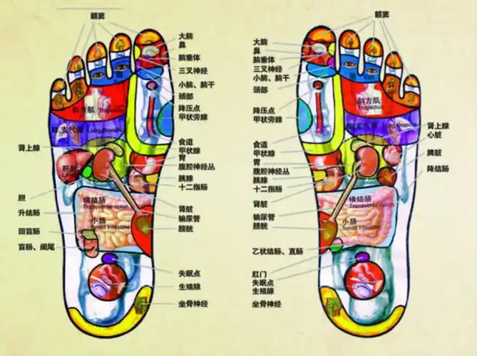 足底存在着与人体各脏腑,器官相对应的反射区.