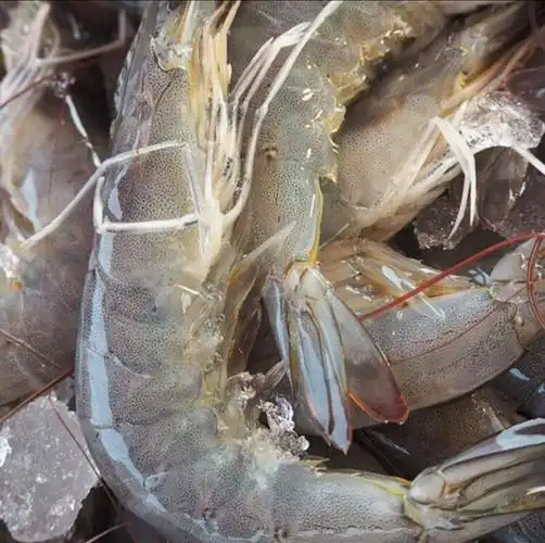 鲜活海水大虾对虾速冻发货2025只净重35斤70只冻虾