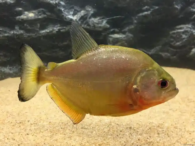 张店出红腮黄钻