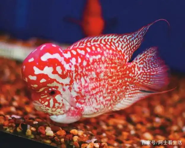 为大家带来名贵的十种罗汉鱼种类赏析