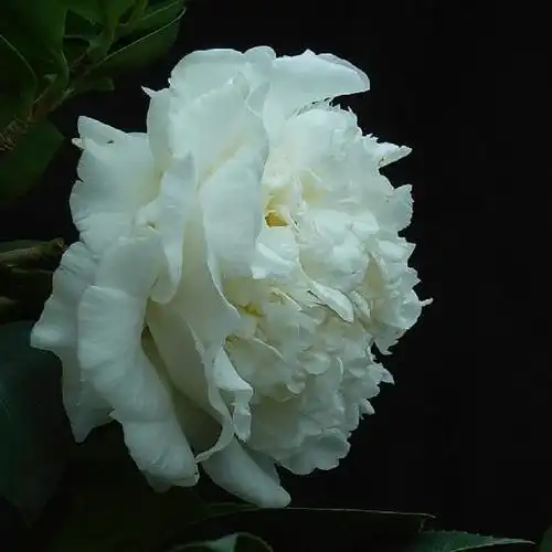 白色夏威夷_金华米可苗木有限公司-米可茶花,小苗,金华茶花,四季杜鹃