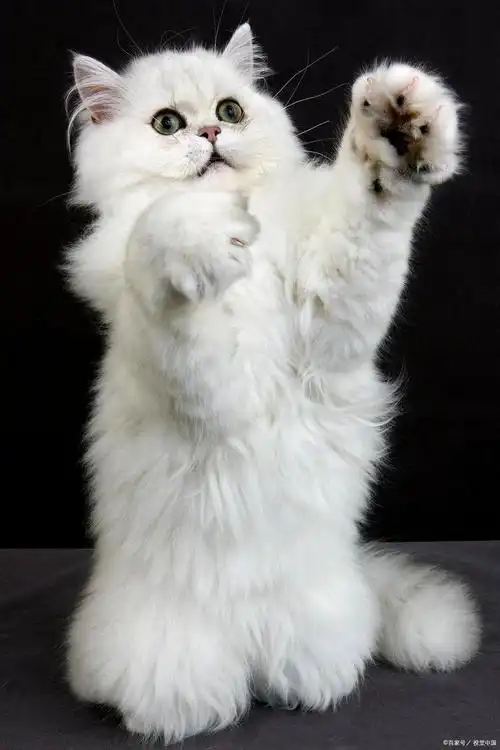 金吉拉是一种源自英国的猫咪品种,也被称为英国长毛猫或英国短毛猫的