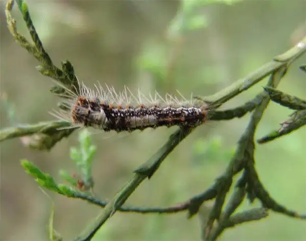 毒蛾|蜀柏|南部县|森林_网易订阅
