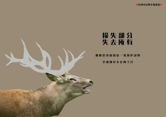保护动物 公益海报