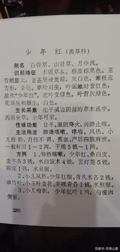 按少年红一名我是这的地方叫法,来源于茜草科耳草属的剑叶耳草,因其味