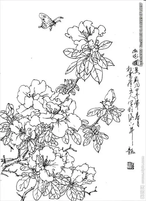 杜鹃花线描杜鹃花白描杜鹃花图片