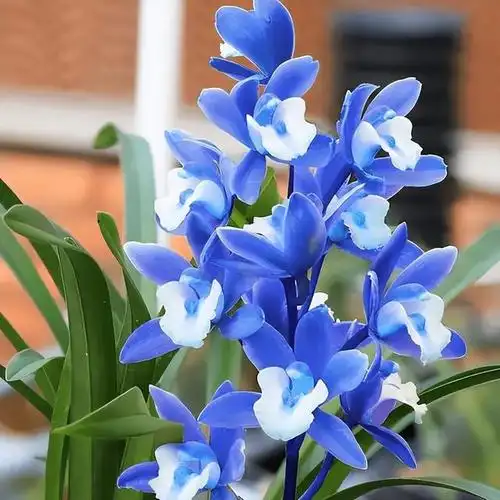 什么花最高贵最优雅(什么花最高贵最优雅介绍)