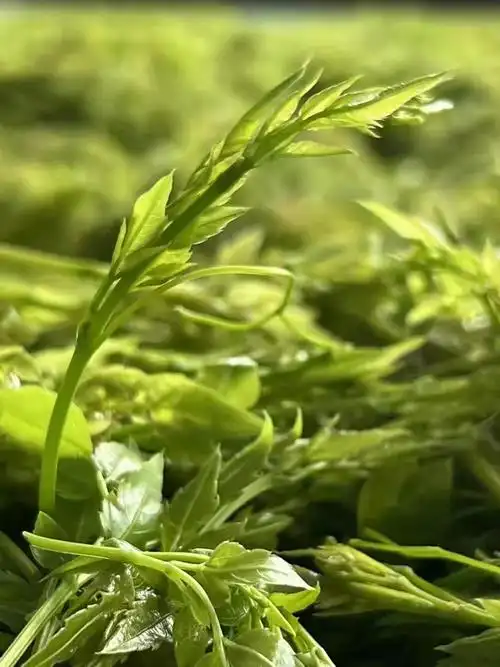 藤茶茶叶湖北恩施龙须藤茶新高山霉茶来凤含硒莓茶