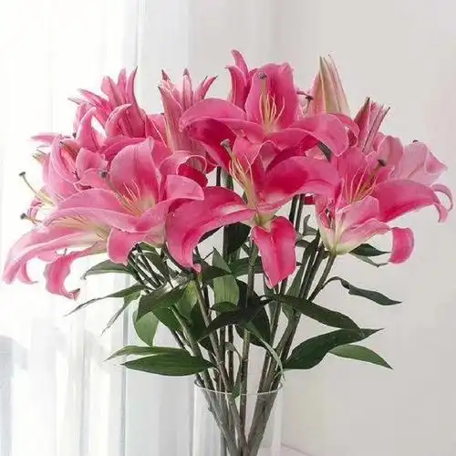 百合福利96多头ab级香水百合罗宾娜93瓶插一束 满室生香0269