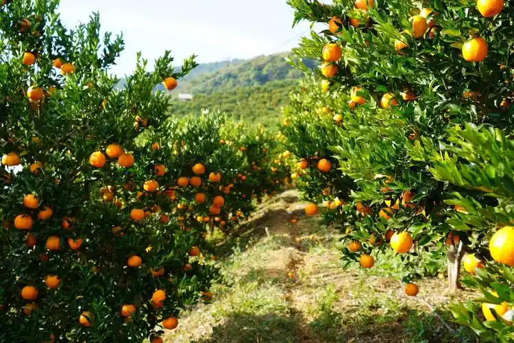 云南昌宁柯街:3000亩柑橘成熟上市_种植_联合村_万国明