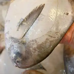 【大鲳鱼图片】大鲳鱼图片大全_q友网