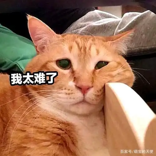 放在男性身上全是缺点的猫咪,为何女生偏偏喜欢?猫:我有话说