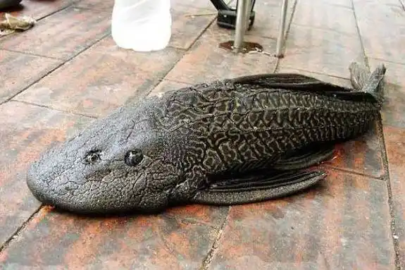 世界上最恶心的鱼:清道夫鱼