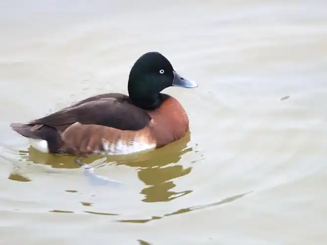 拍摄于四川德阳旌湖.