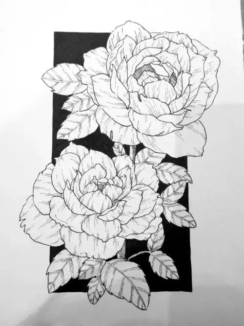 针管笔黑白装饰画手绘花卉练习 附过程