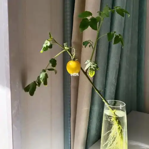 珍贵的独生子水培小番茄