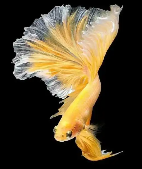 有没有过养小金鱼,养一条死一条的经历?