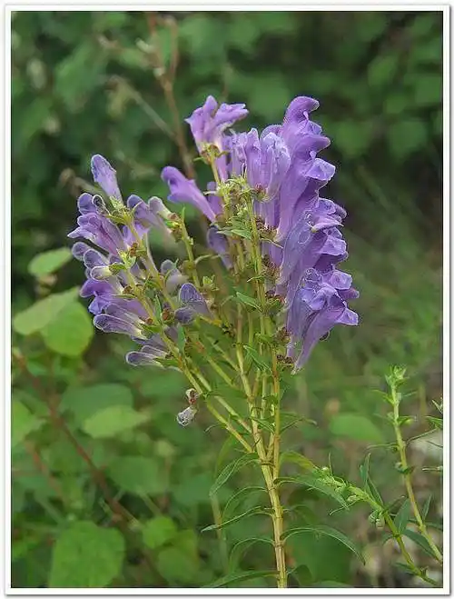 黄岑别名山茶根土金茶根是唇形科黄芩属的一种植物属于半野生半家种