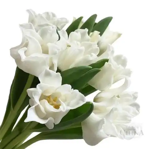 荷兰郁金香美人鱼白色卷边10枝扎