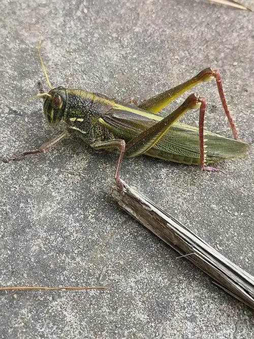 随手拍超大只大蚂蚱