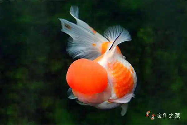 头尖似鼠肚圆如球全身珍珠鳞的文种金鱼珍珠