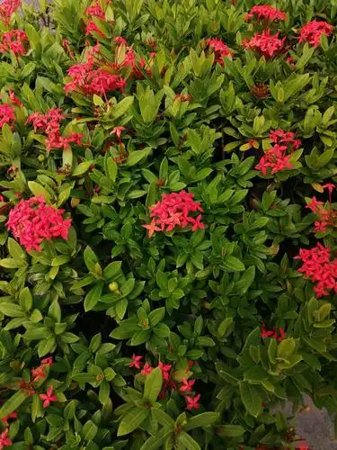 一支香烟的美篇 - 美篇