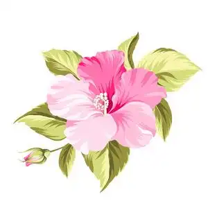 卡通芙蓉芙蓉热带花卉照片