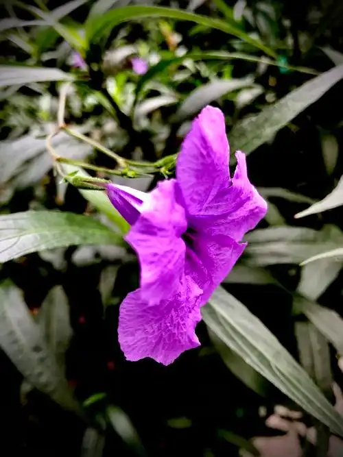 紫色翠芦莉〖首发