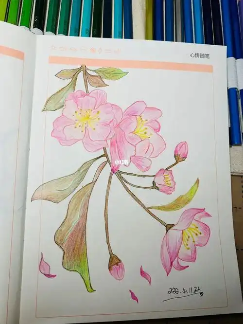 小白学画画  临摹海棠花94差的好远加油加油呀