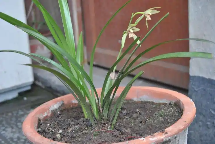 求鉴定这几盆兰花的品种,花朵的名称以及市场价格.
