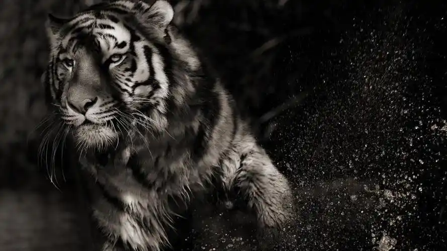 影虎高清桌面壁纸:宽屏:高清晰度:全屏