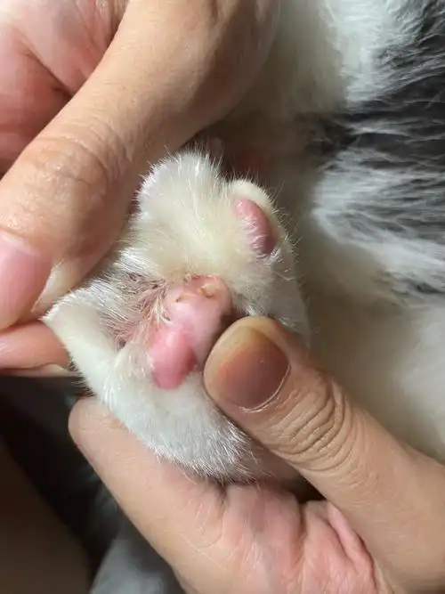 有大佬看看这是猫猫脚气吗