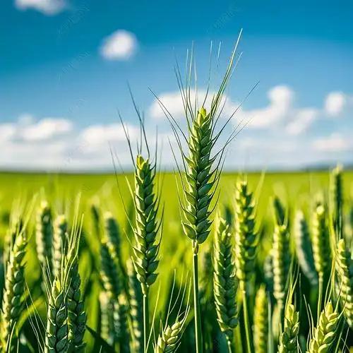 原创绿色麦田麦地麦穗麦子-版权可商用