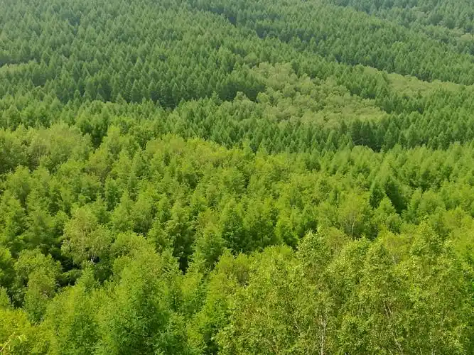 远处森林茂密,大多是翠绿的松树.