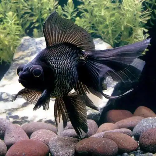 草金鱼活鱼观赏鱼红草金鱼龟食龙鱼锦鲤鱼冷水草金鱼苗活鱼小金鱼