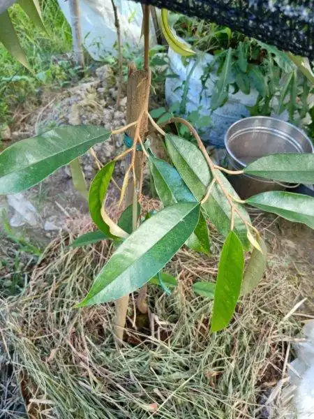 展开全部 百分百假苗,榴莲叶子根本不是这样,我有真苗,下面是我拍的