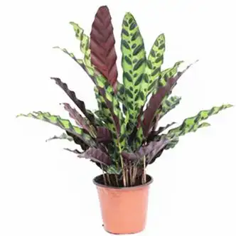 睿格达叶蝉竹芋多种竹芋观叶植物盆栽室内客厅桌面绿植豹纹竹芋猫眼