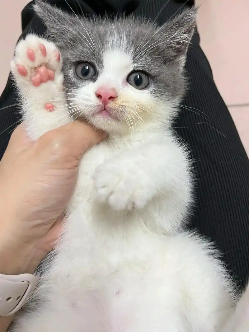 两个月大的英短蓝白小奶猫找新家找领养.生日:5月10日 性别 - 抖音