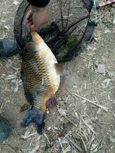 看(⊙o⊙)这条荷包鲤不错吧.