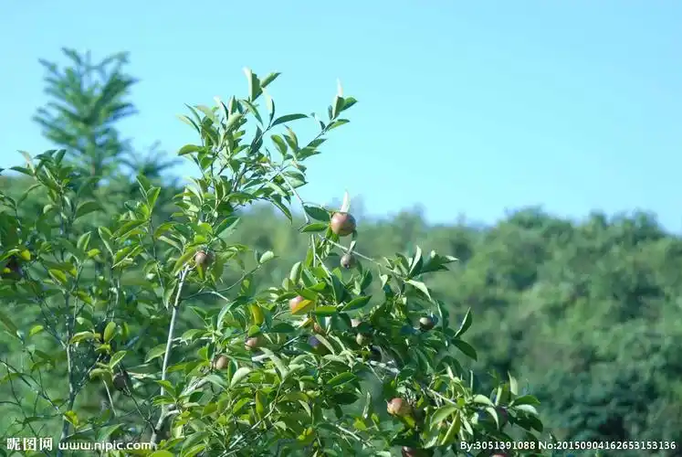 茶树图片