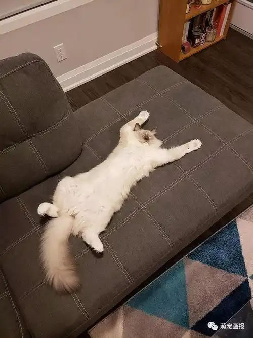 躺着睡觉对喵星人,姿势太可爱了吧